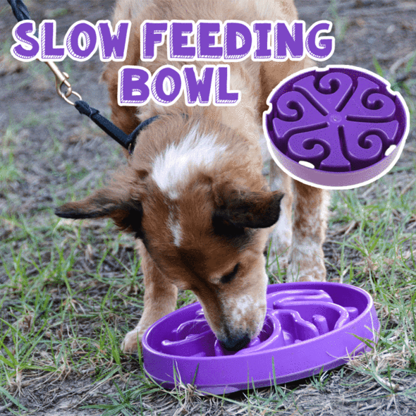 Slow Feeding Bowl