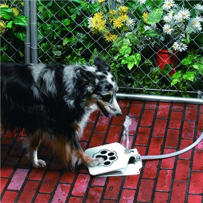 Drinky Dog Fountain