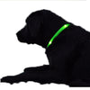 LED Dog Collar - Assorted Colors and Sizes