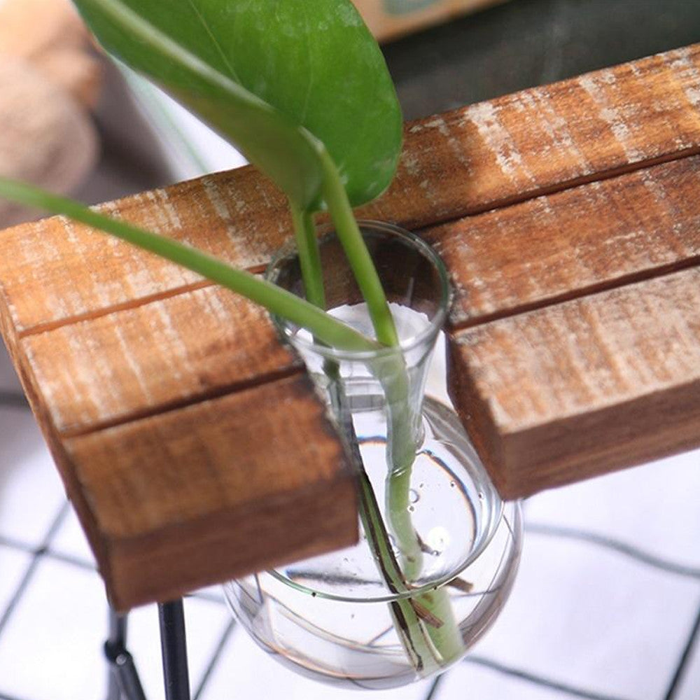 Plant terrarium with wooden stand